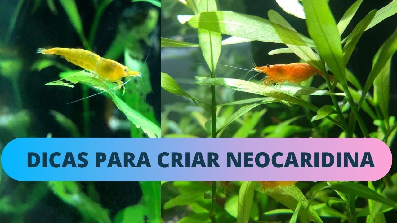 Dicas para criar camarões neocaridina
