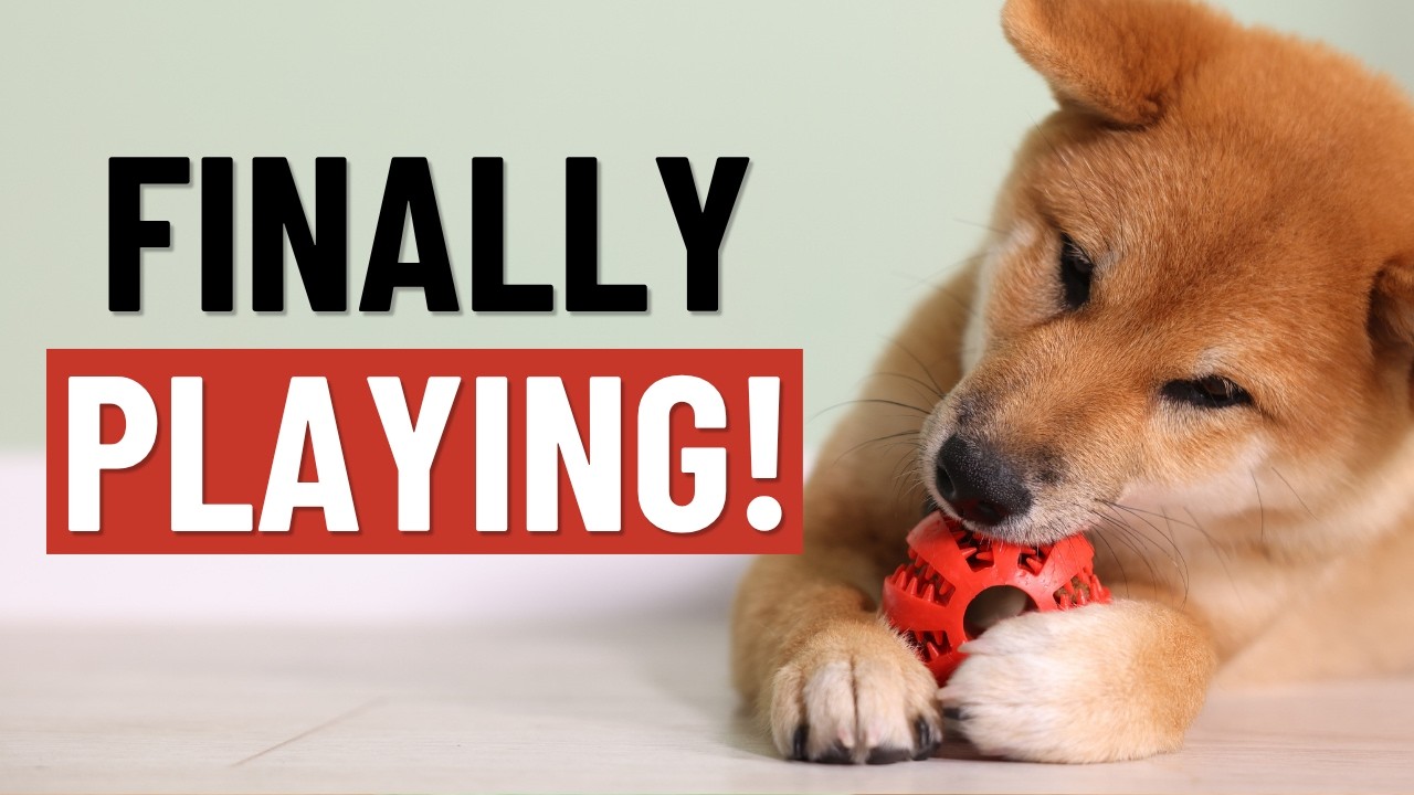 Best interactive toys for fearful dogs