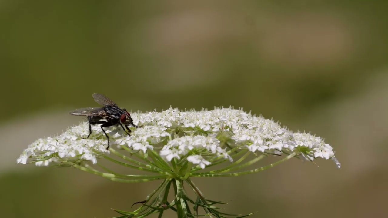 Tiny Wings, Big Trouble/Cadlma #fly #insect ##flyvibes #relax #relaxing #pestinsect #flies