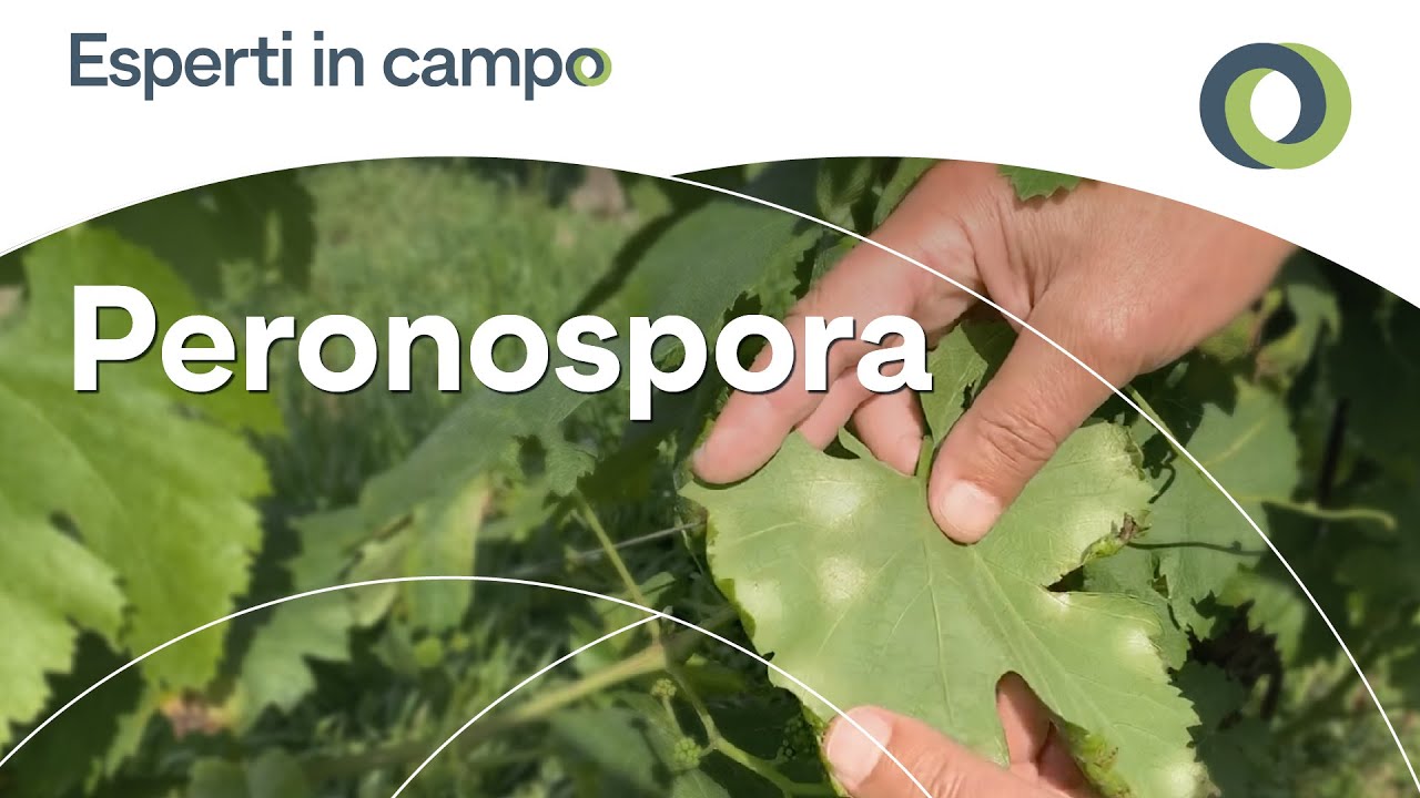 Peronospora: l'avanzata continua