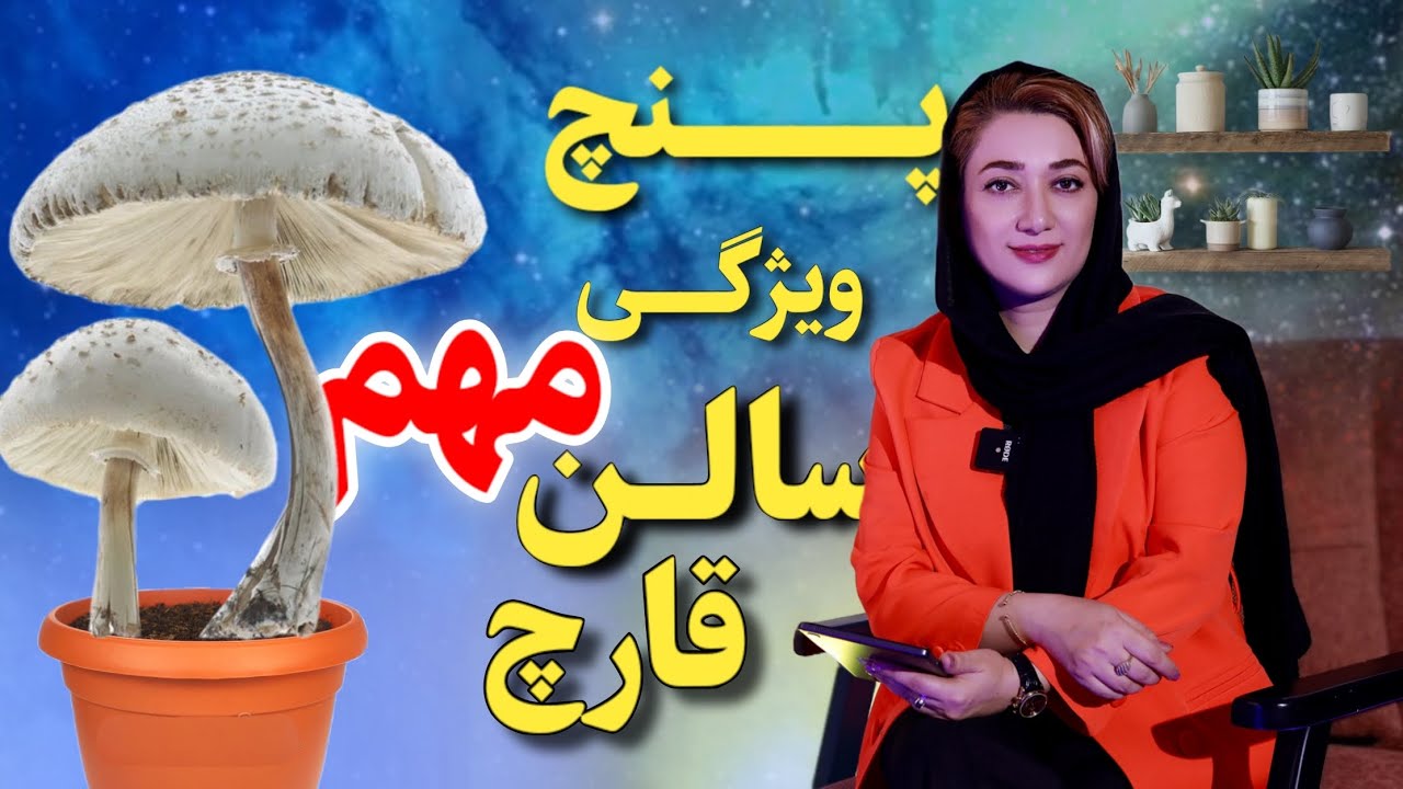 پنج ویژگی مهم سالن قارچ که هر تازه کاری باید بداند