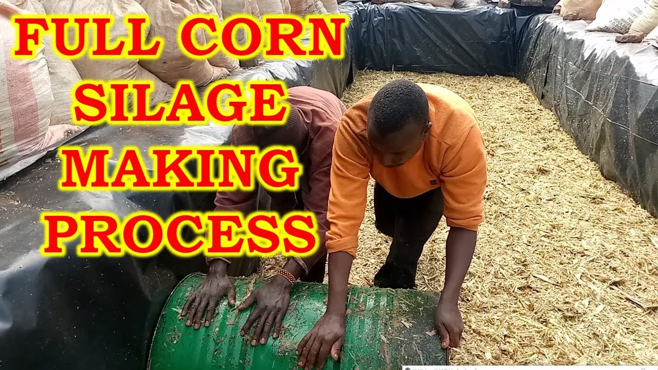 Full Corn Silage Making Process