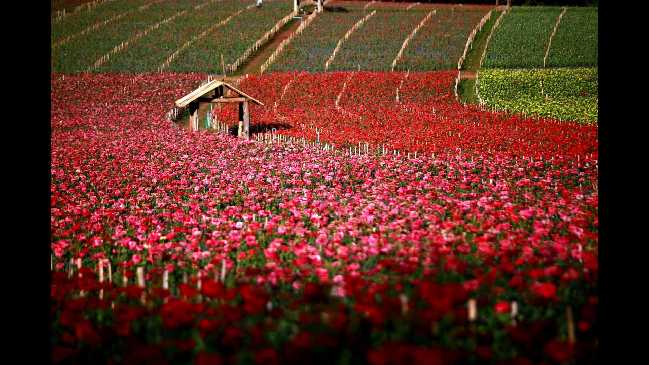 Panawat Garden: The most Beautiful Flower Garden in Chiang Mai