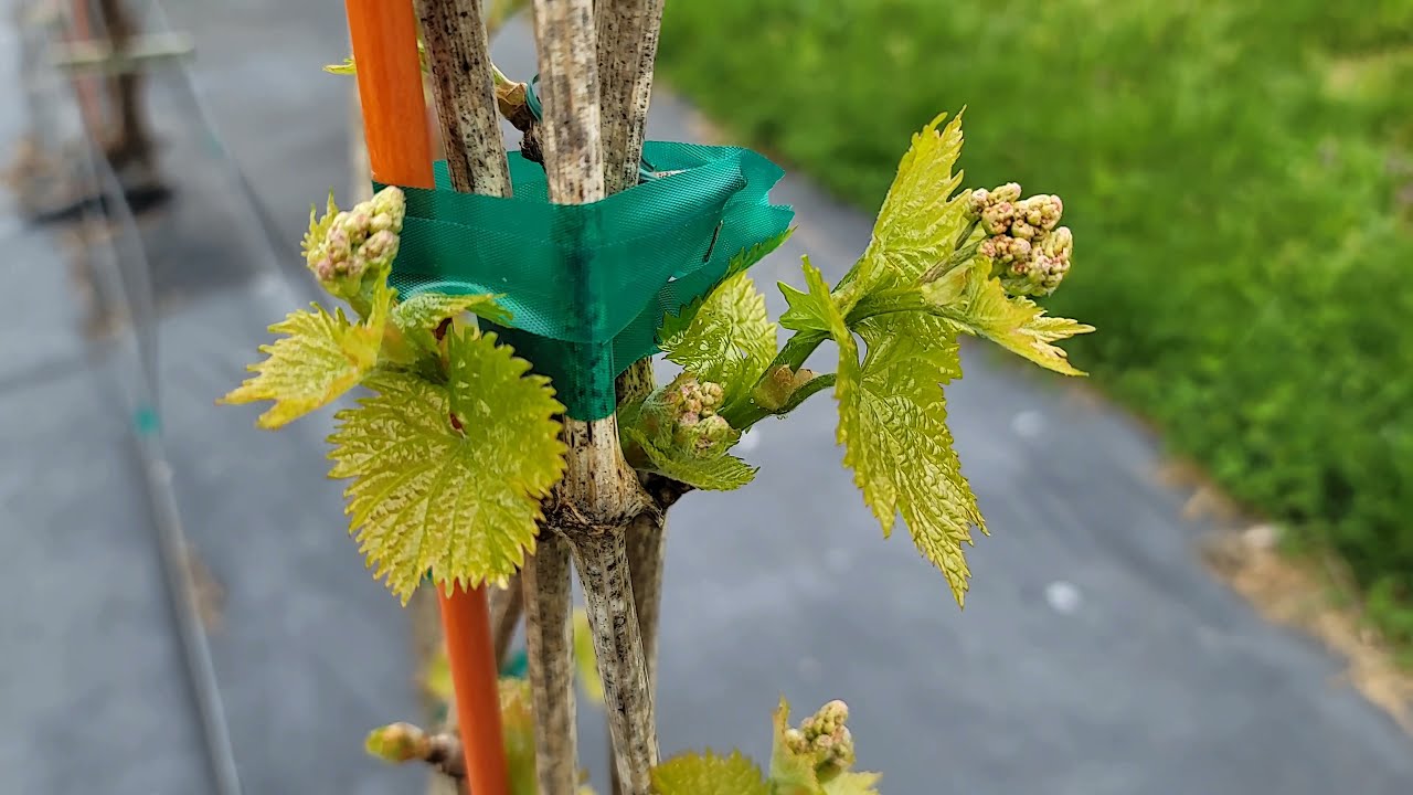 VINEYARD Overview, Cold climate vineyard, Cane Prune, Avoid Frost Damage, April 25th Cane Pruning