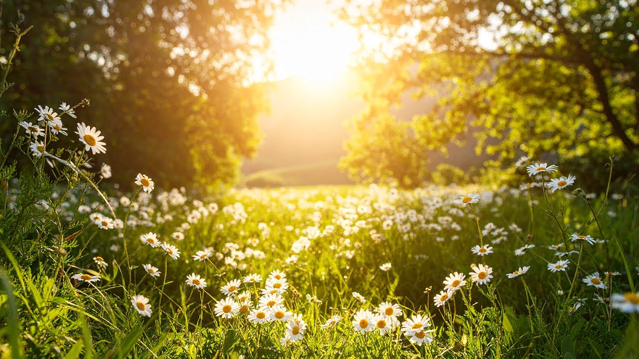 Morning Birdsong: Wildflower Meadow & Gentle Breeze for Positive Energy | 4K Nature Sounds ☀️