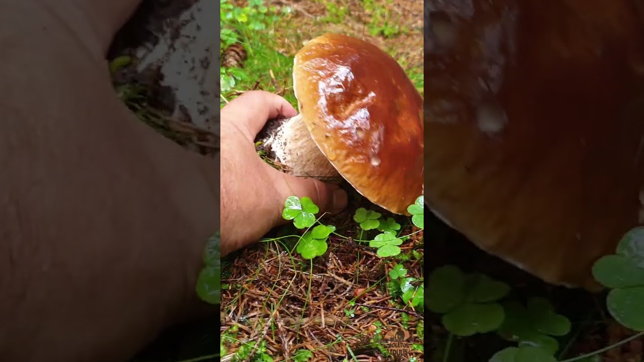 Saison des c&egrave;pes 2023, beaut&eacute;s ! #shorts #champignons  #porcini #c&egrave;pes #steinpilze #cueillette #asmr