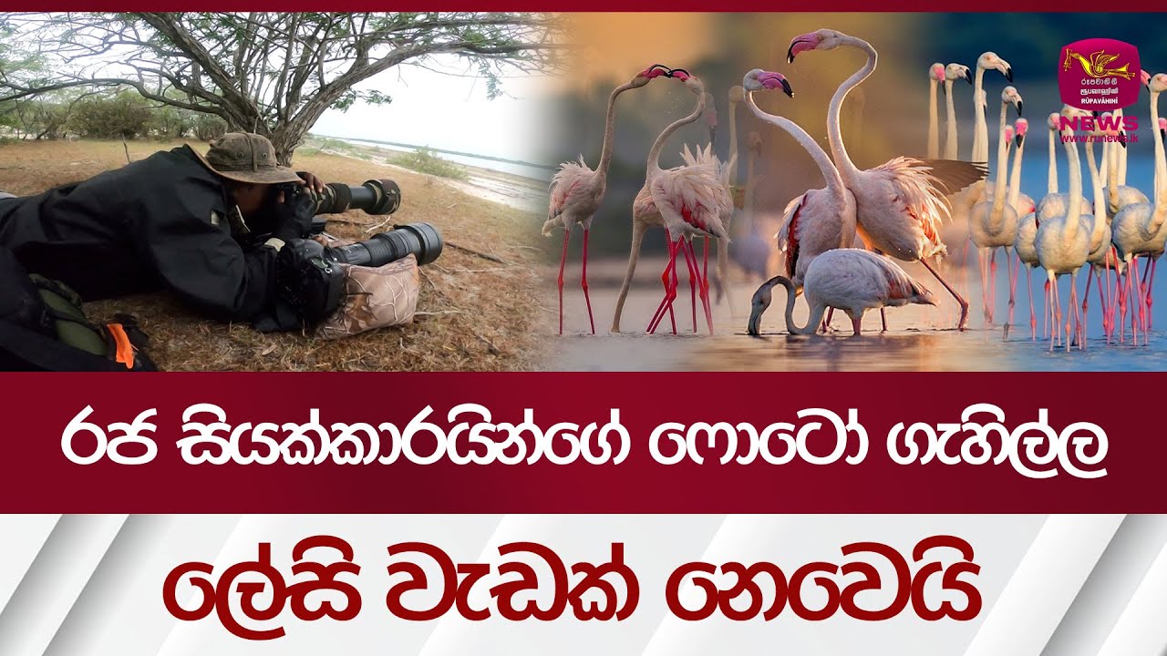 Flemingos in Mannar| 