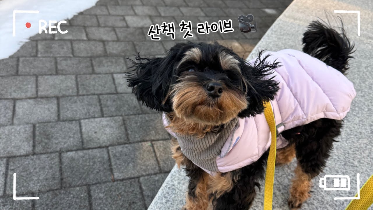 매일 산책 챌린지의 시작 with 푸름🐶🐾 광나루한강공원에서 강아지 힐링
