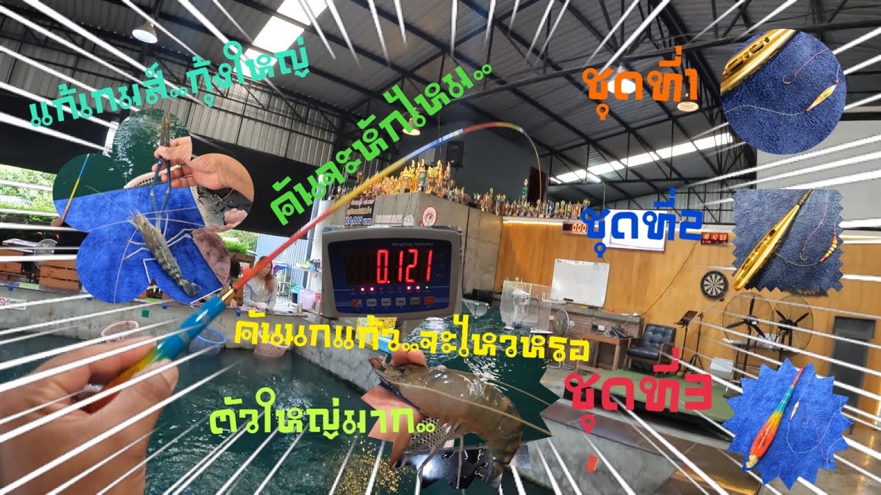 ตกกุ้งบ่อปูน แนวทาง ตกกุ้งตัวใหญ่..ใช้ชุดตก3ชุด ทุ่นหลิว+ทุ่นหนอน+คันนกแก้ว#fishing #fish