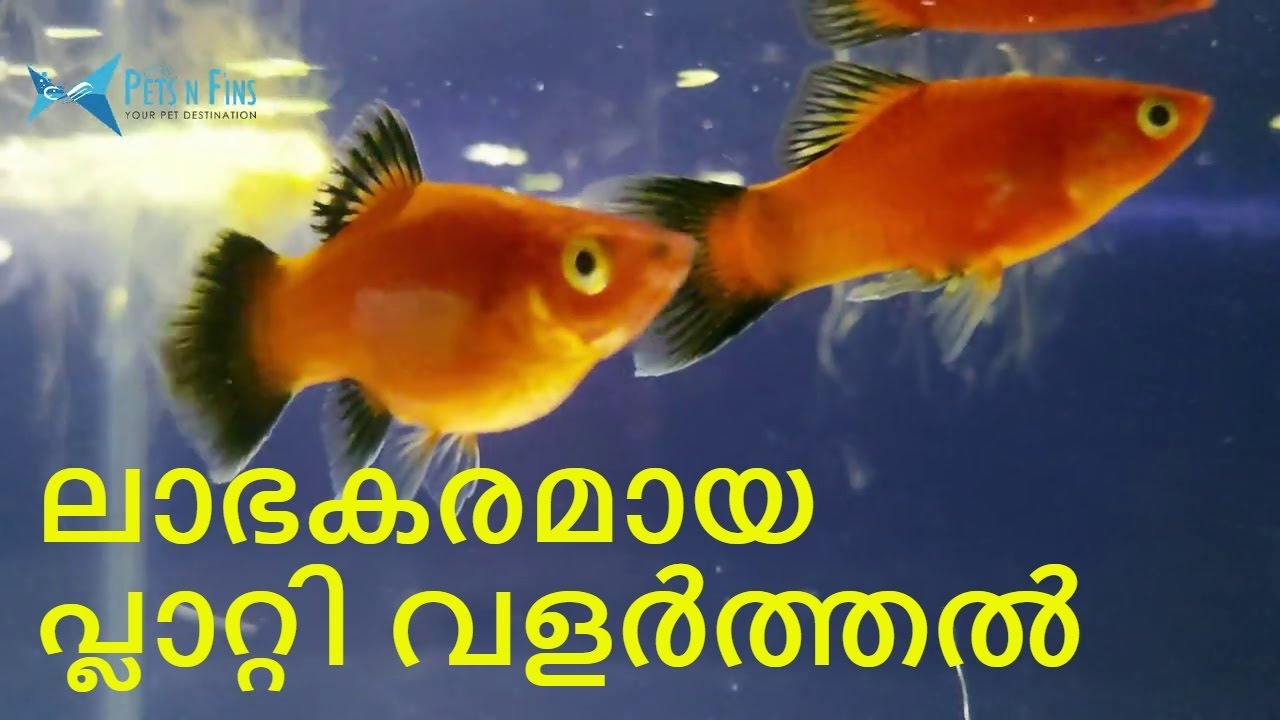 പ്ലാറ്റി മൽസ്യം വളർത്തുരീതികളും ബ്രീഡിങ്ങും || How to grow and breed 