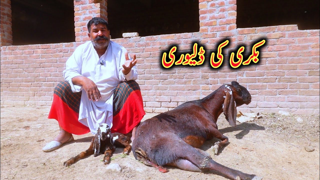 چڑی بکری نے بچے دے دیے