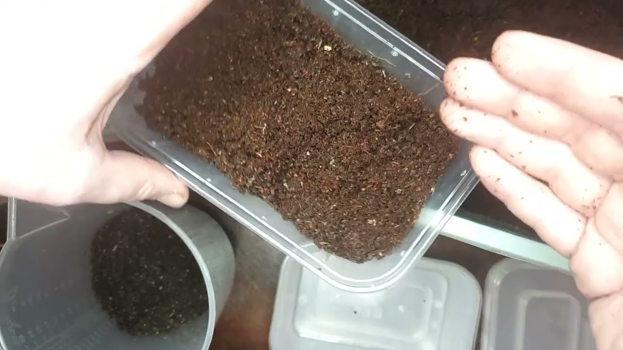 Starting a worm cocoon nursery #worms #wormfarm #wormfarming #wormfarmer #vermicompost #redwigglers