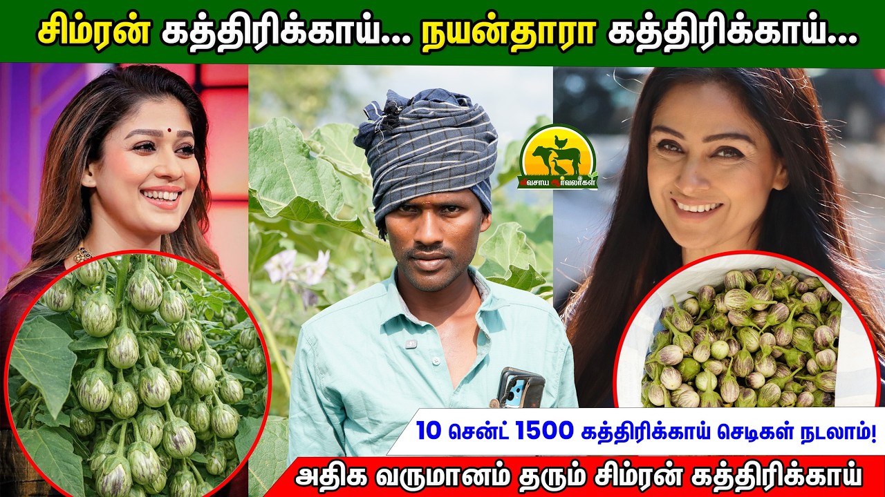 சிறிய நிலத்தில் பெரிய லாபம் – கத்திரிக்காய் சாகுபடி ரகசியம் | 10 Cent Farming Idea