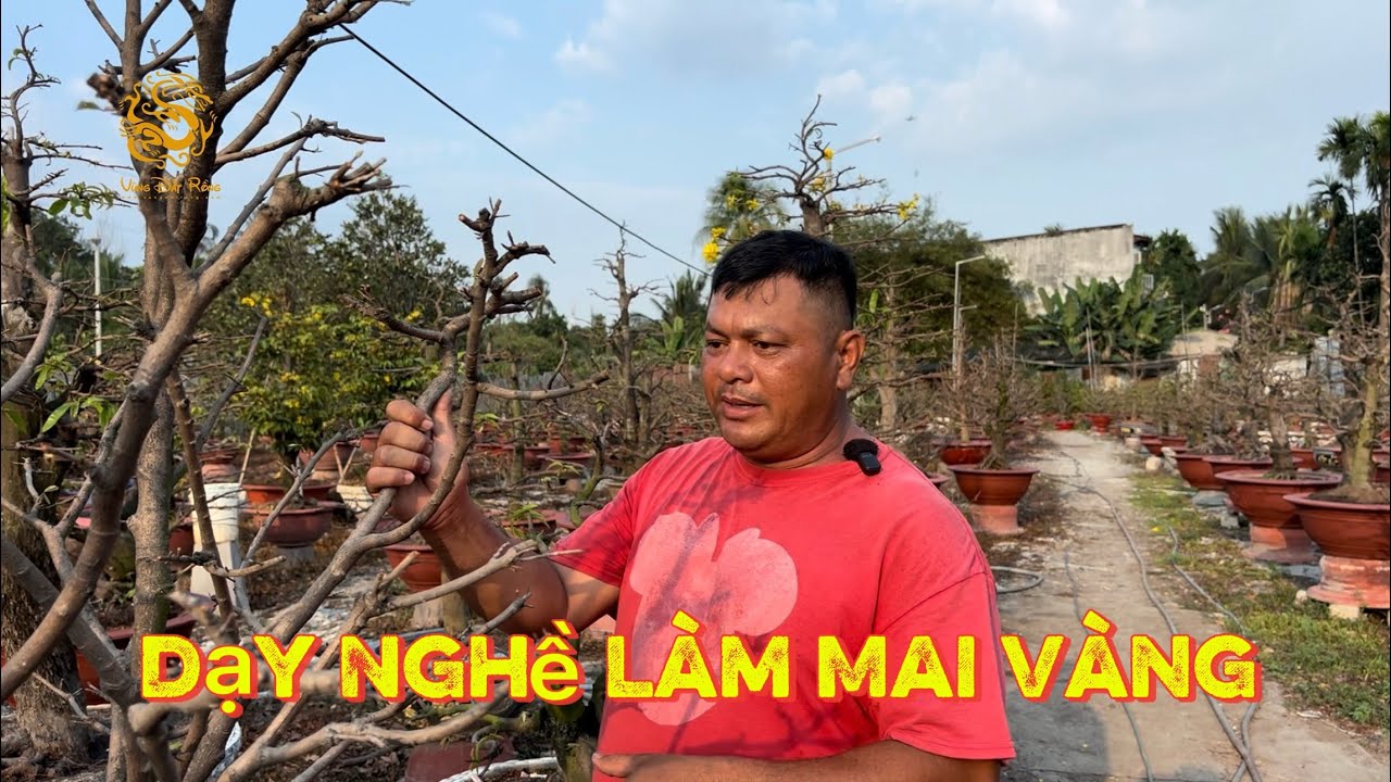 🐉Cơ hội học nghề làm Mai ở Làng Mai Vàng Thủ Đức|Vùng Đất Rồng 