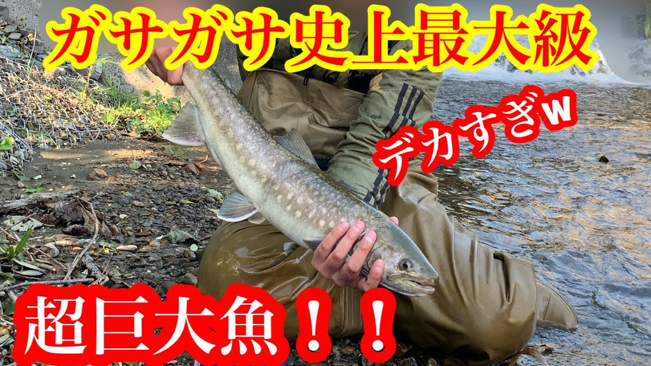 ガサガサ史上最大の超巨大魚捕獲！！！北海道太平洋側河川で魚とり