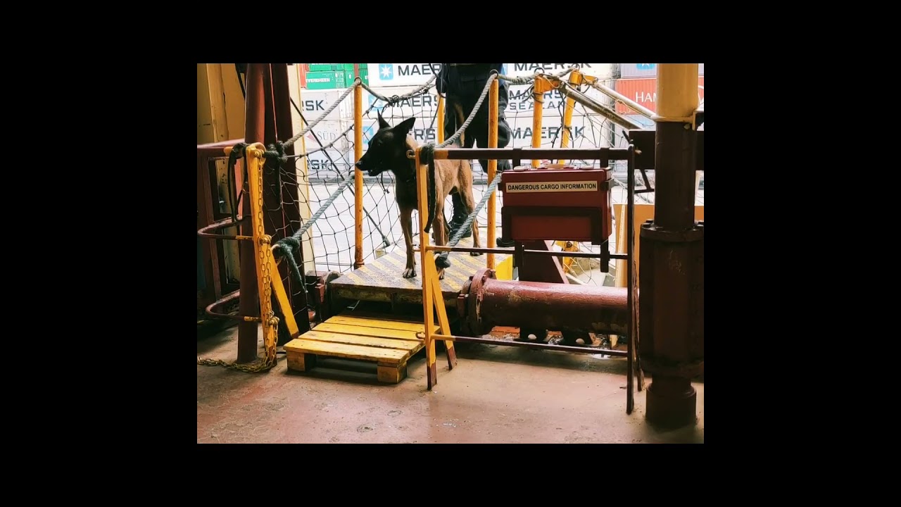 K9 dogs onboard (bomb&drugs squad)