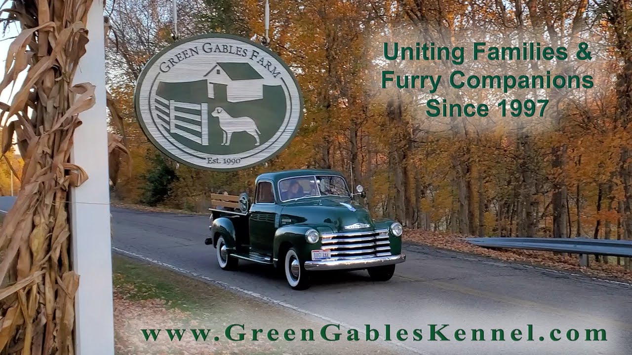 Green Gables Kennel - Raising Labrador Retriever Puppies