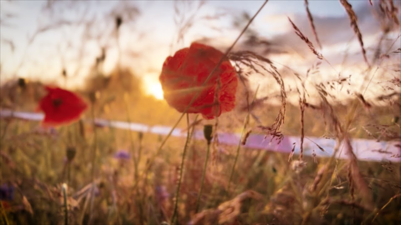 Sommerwiese (iphone 13 Test)