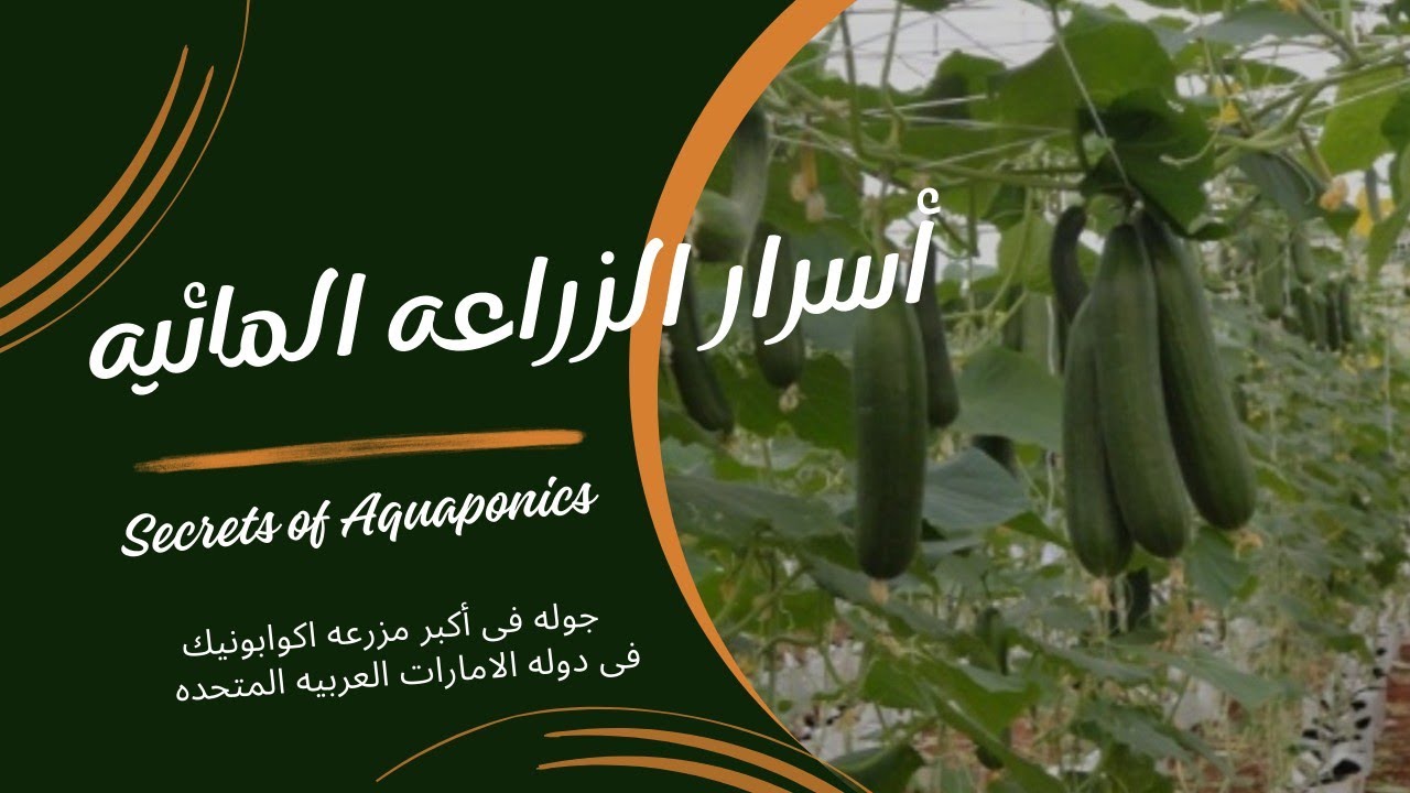جوله فى أكبر مزرعه اكوابونيك فى الوطن العربى