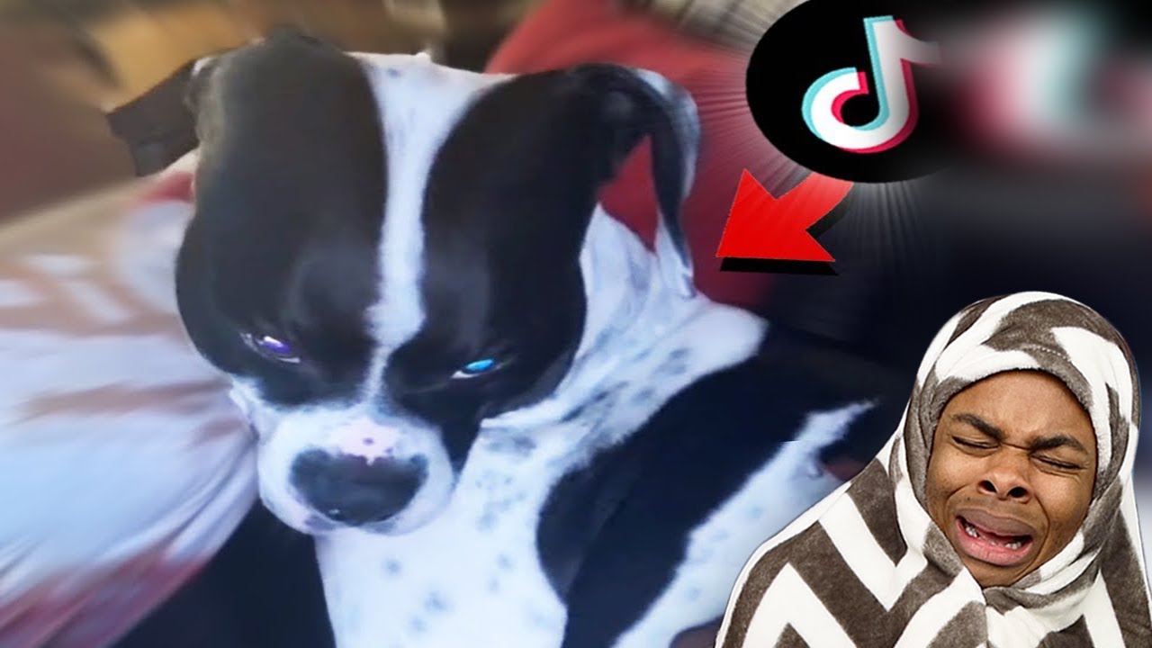 “Why He Look Like That?” The FUNNIEST TikToks in The World?