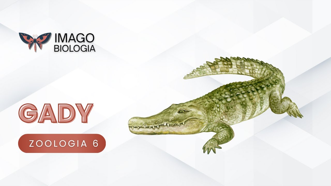 Gady