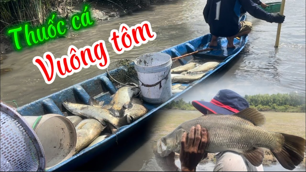 Thuốc cá vuông tôm.video sang gòm vlogs./