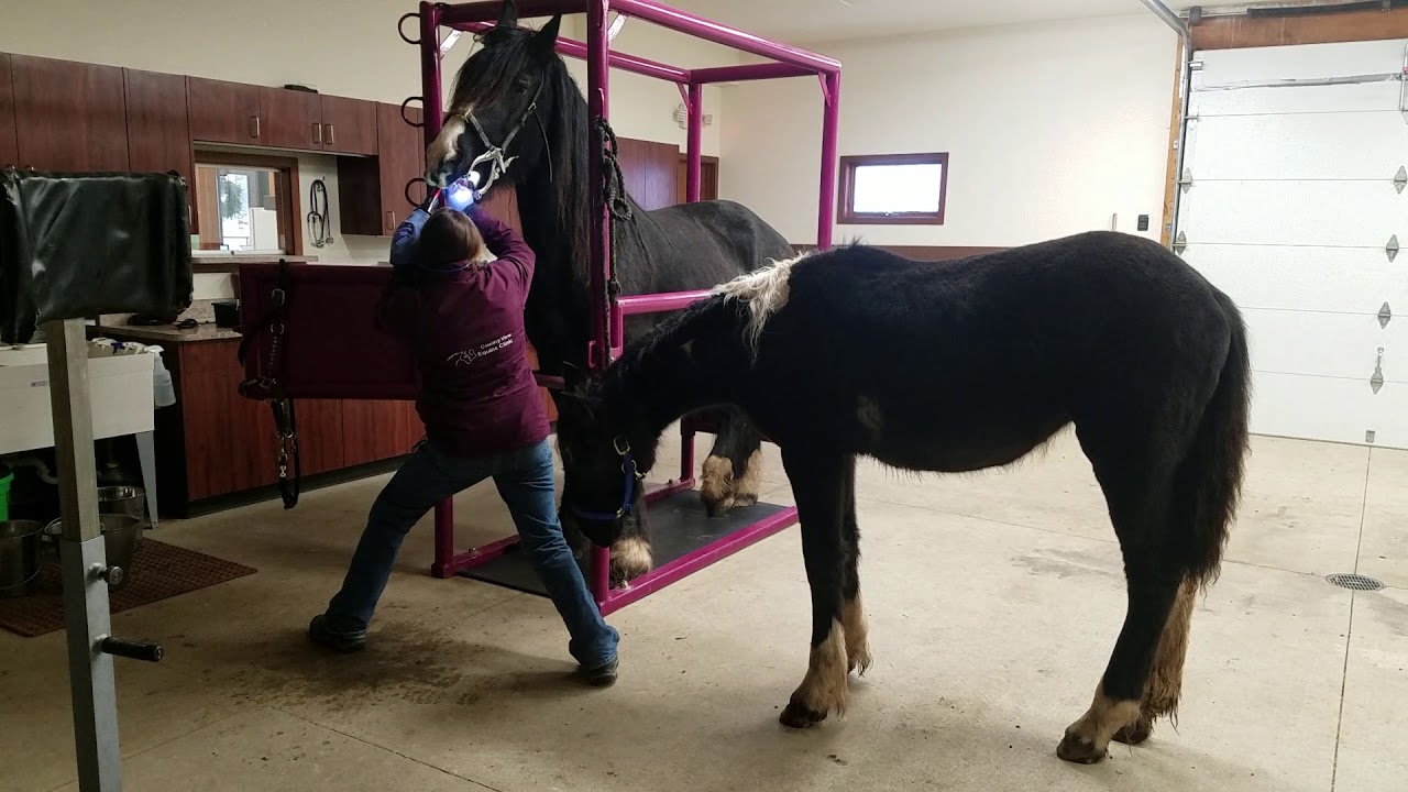 Equine teeth floating with buddy support