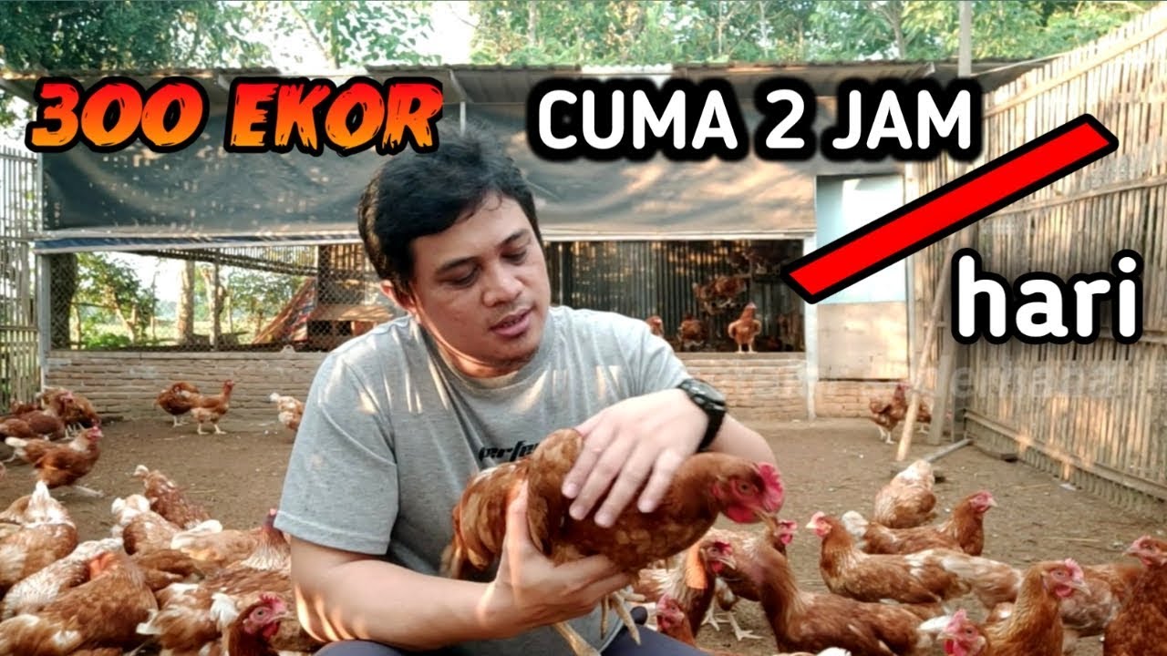 Hanya 2 jam perhari dikerja 300 ekor ayam petelur