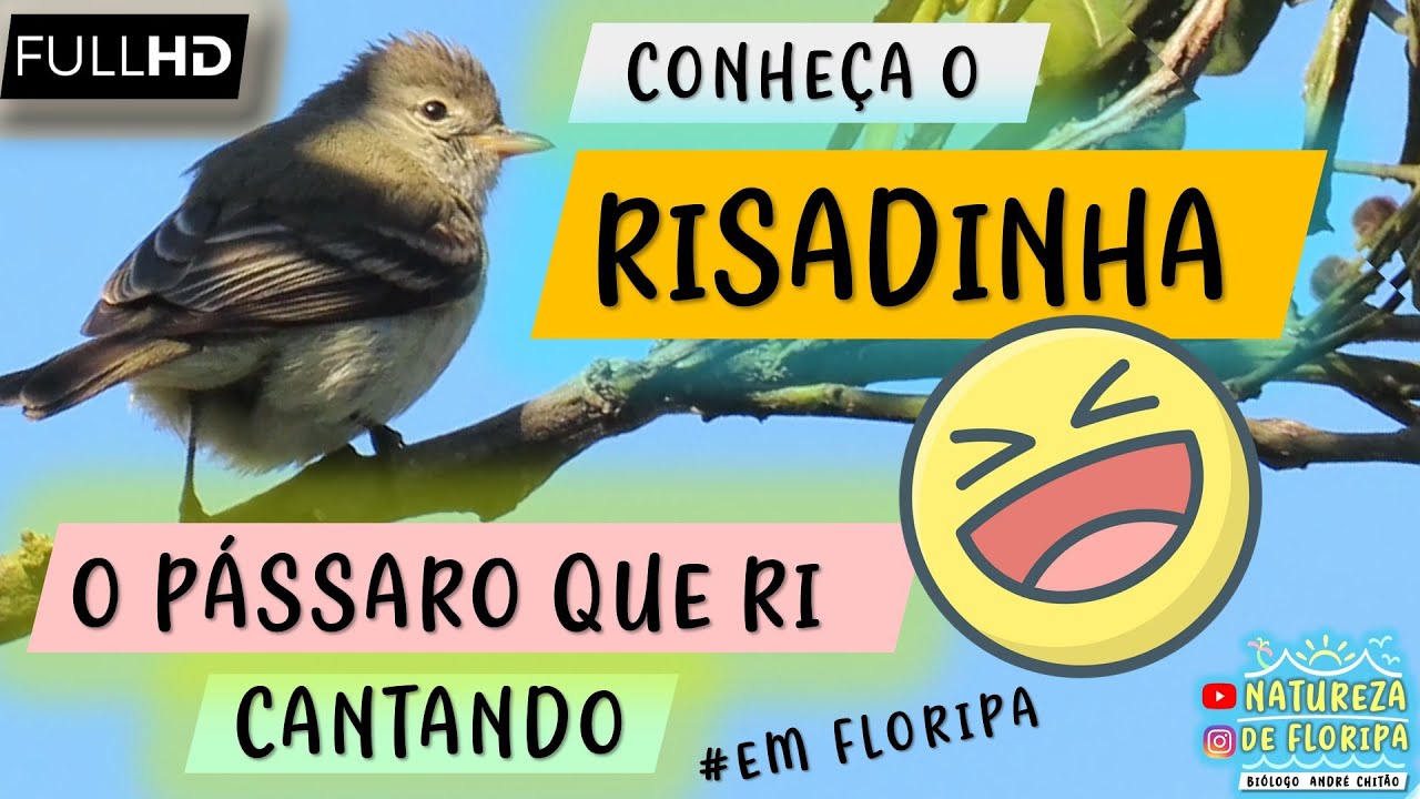 RISADINHA, o pássaro que ri. Conheça seu canto e curiosidades (Camptostoma obsoletum Santa Catarina)