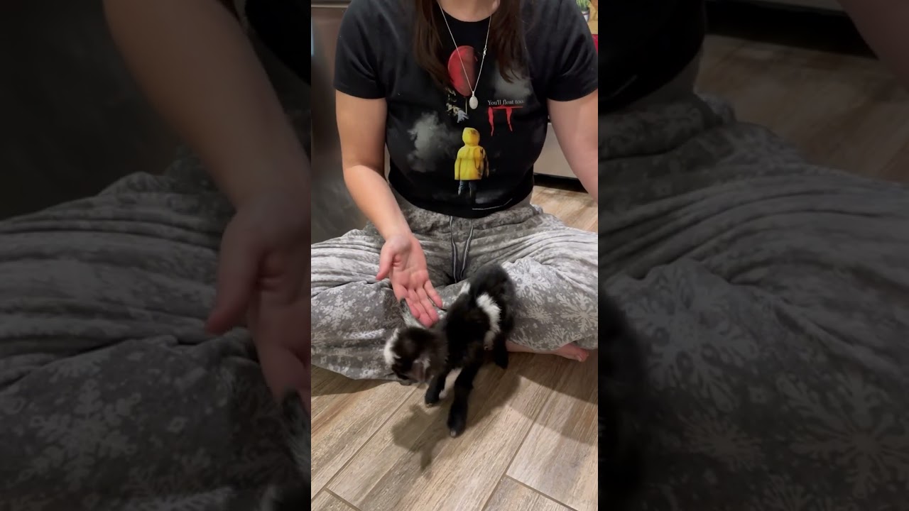 Tube feeding newborn goat