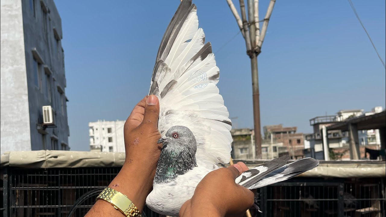 আজকে ৭/২ কবুতর ঘড় নিসে  💔