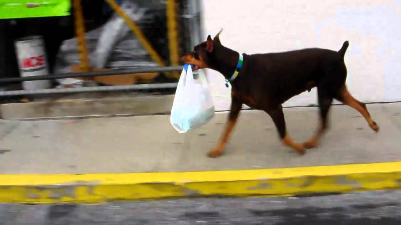 Doberman attacks shopping plaza