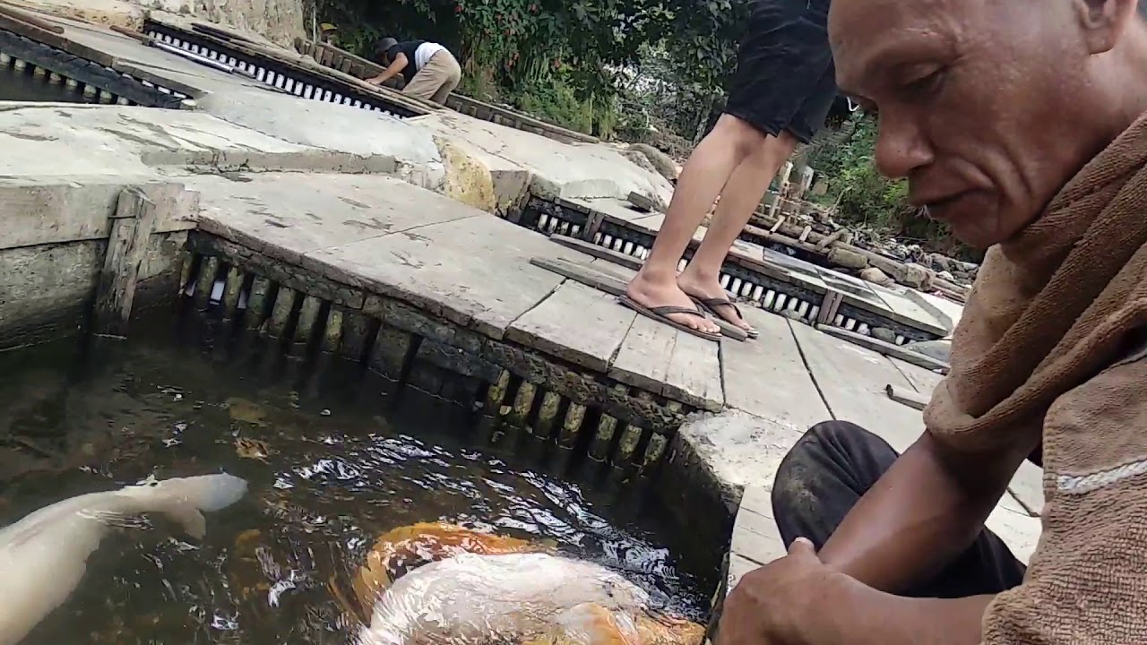 Wisata Air || ikan mas sinyonya dan kumpay