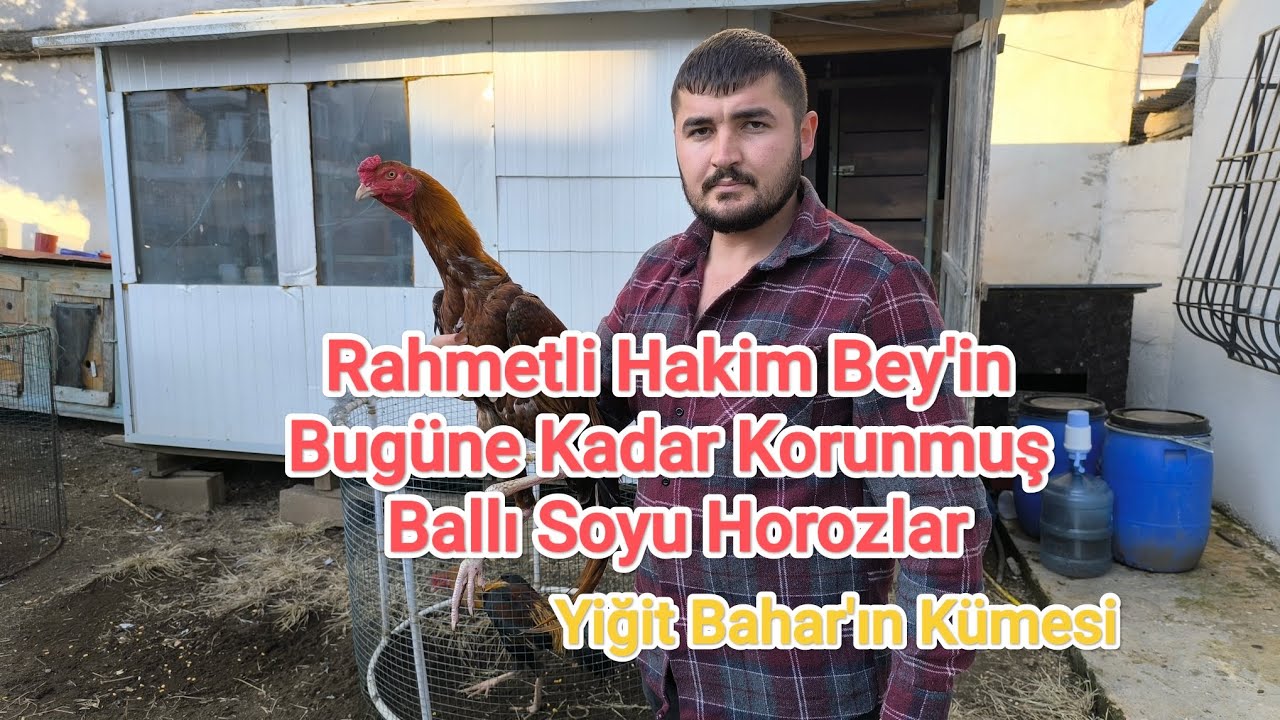 Rahmetli Hakim Bey'in Bugüne Kadar Korunan Ballı Soyu Horozlar # Yiğit Bahar'ın Kümesi