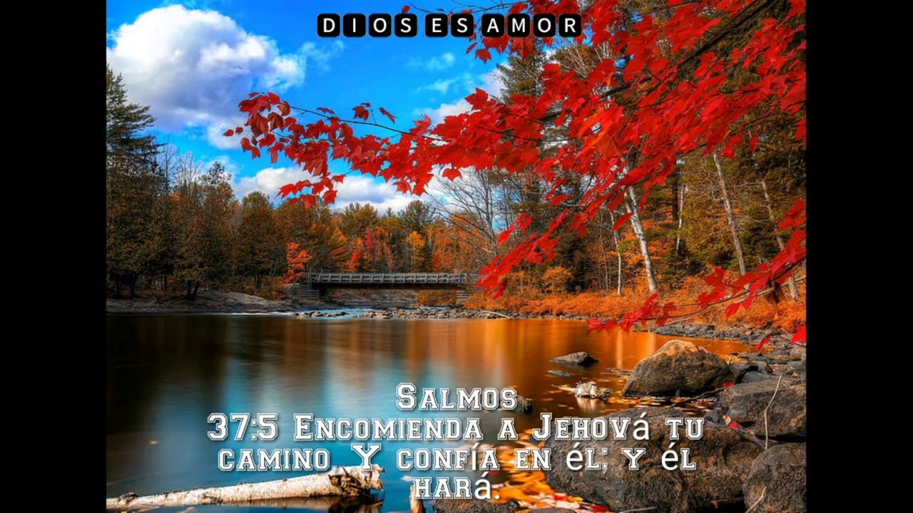 Amigo Ideal - Conjunto Ranchillos