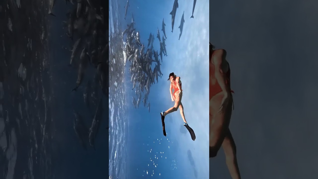 Diving with Dolphins 🐬 #deepbluecoast #oceanexploration #deepocean