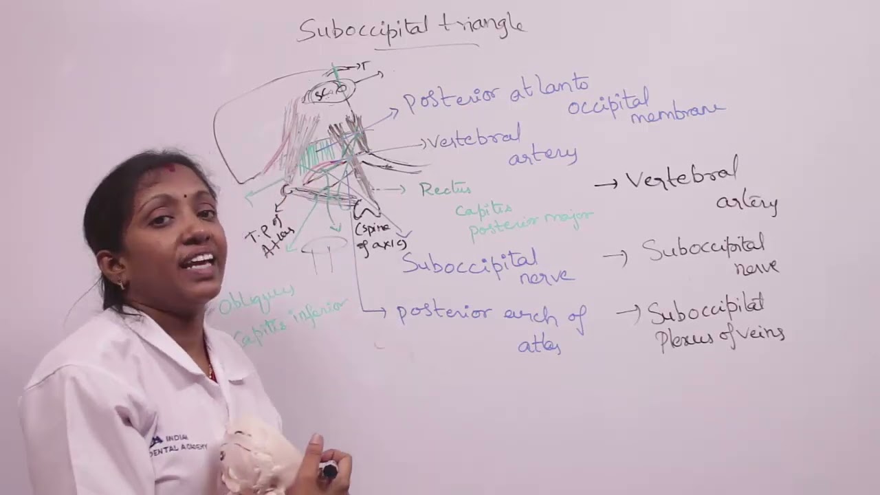 sub occipital triangle | General Anatomy | Indian Dental Academy