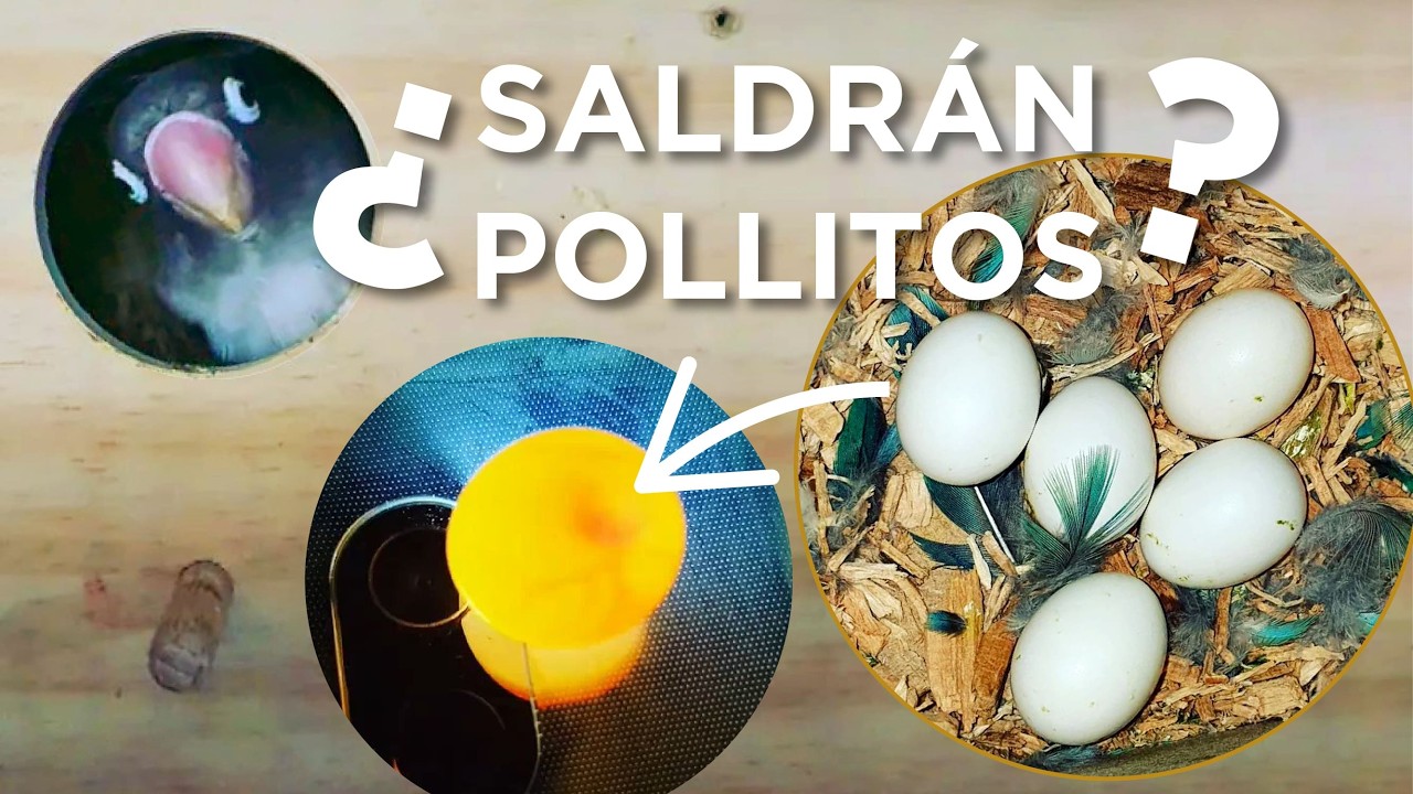 C&oacute;mo saber si nacer&aacute;n los huevos que ha puesto tu agapornis, periquito, ninfa u otras aves