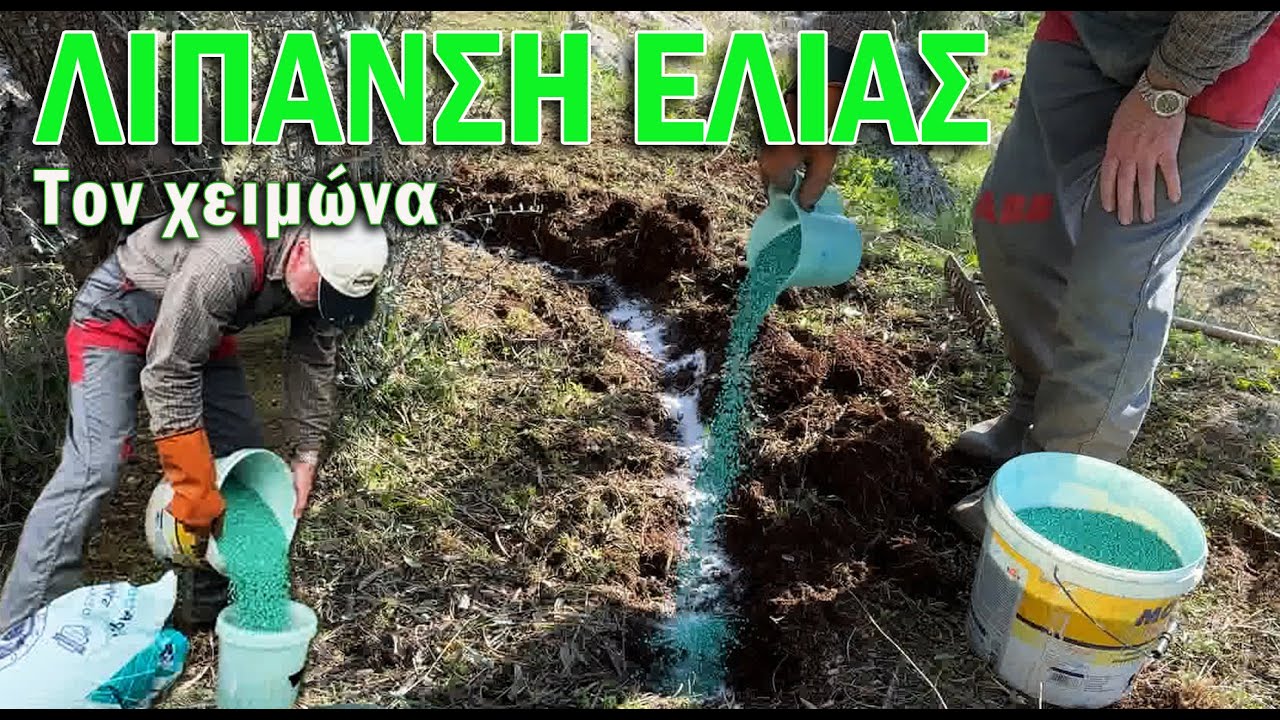ΧΕΙΜΕΡΙΝΗ ΛΙΠΑΝΣΗ ΕΛΙΑΣ