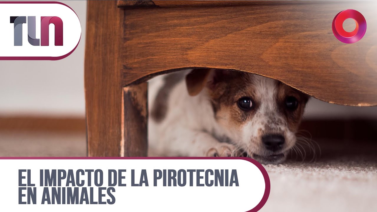 #Telenueve | El impacto de la pirotecnia en animales