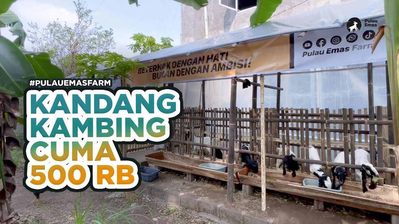 Modal Receh! Kandang Kambing Besar Ini Cuma 500 Ribuan #pulauemasfarm