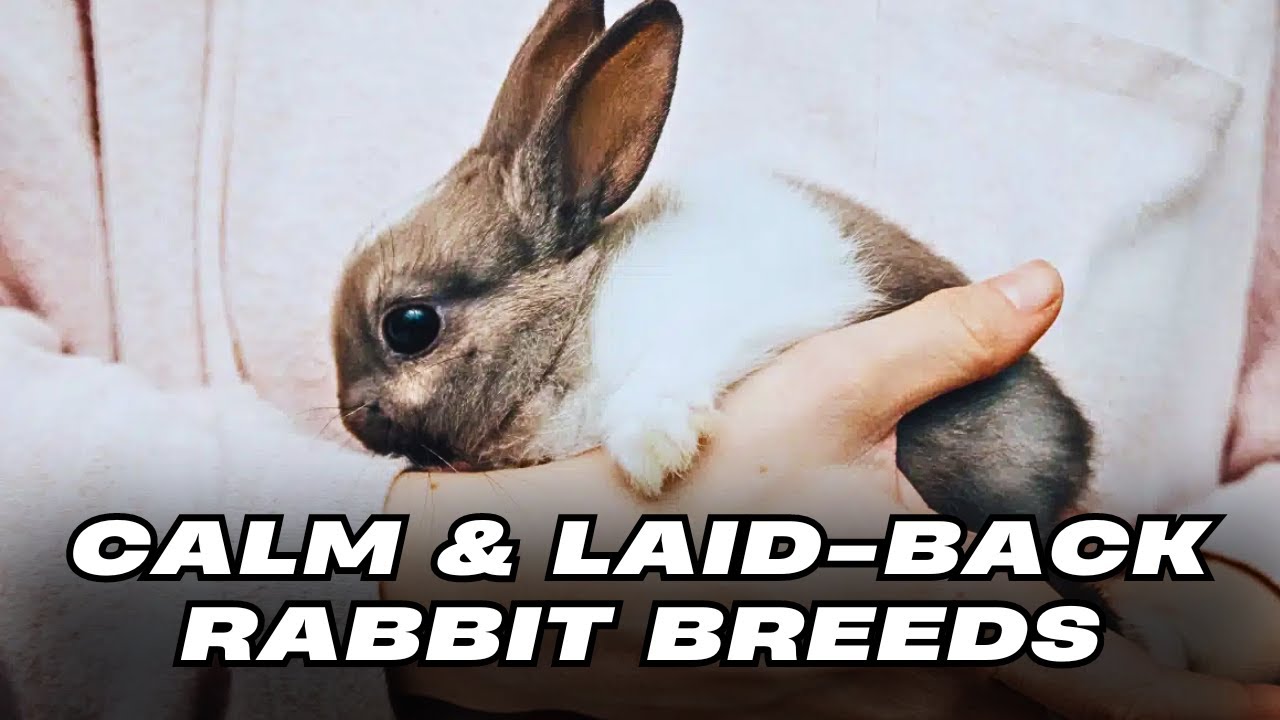 Top 10 Calm and Laid-Back Rabbit Breeds