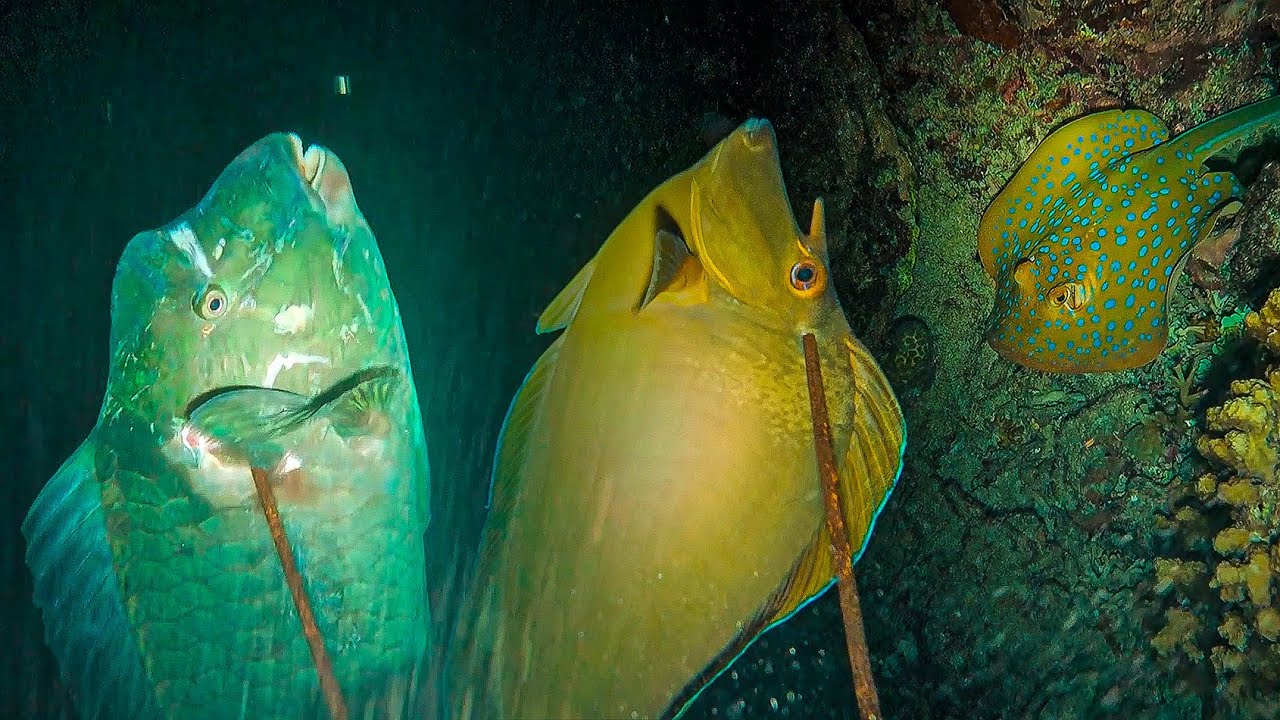 DAPAT IKAN BUMPHEAD MOSNTER (NIGHT SPEARFISHING EPISODE 02)
