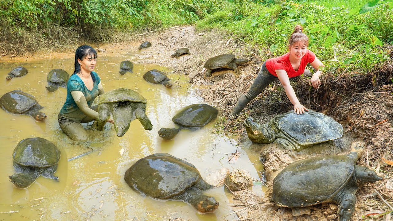 REWIND TIMELAPSE --760 Days Hand Catching Many Turtle, Catfish, Eels,.. At Mud Pond /Phương's Story