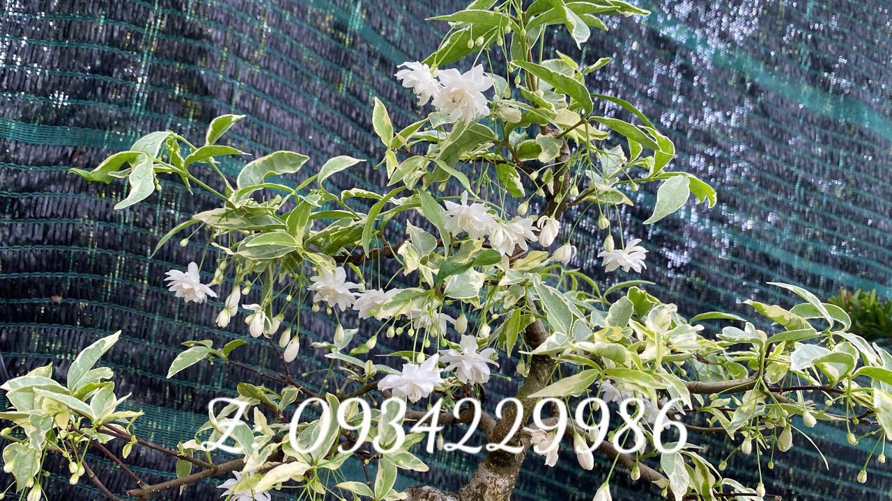 0934229986 BONSAI MINI