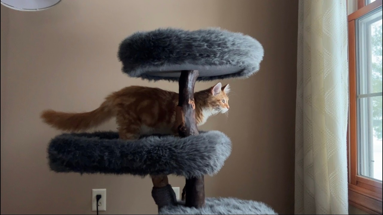 HONEST REVIEW - Sopapets Large Cat Tower, great for Maine Coons!