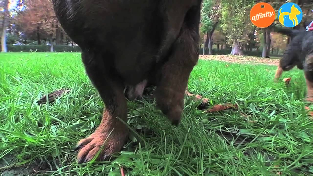 Elige tu raza - Teckel / Perro salchicha - Más que perros y gatos 6 | Fundación Affinity