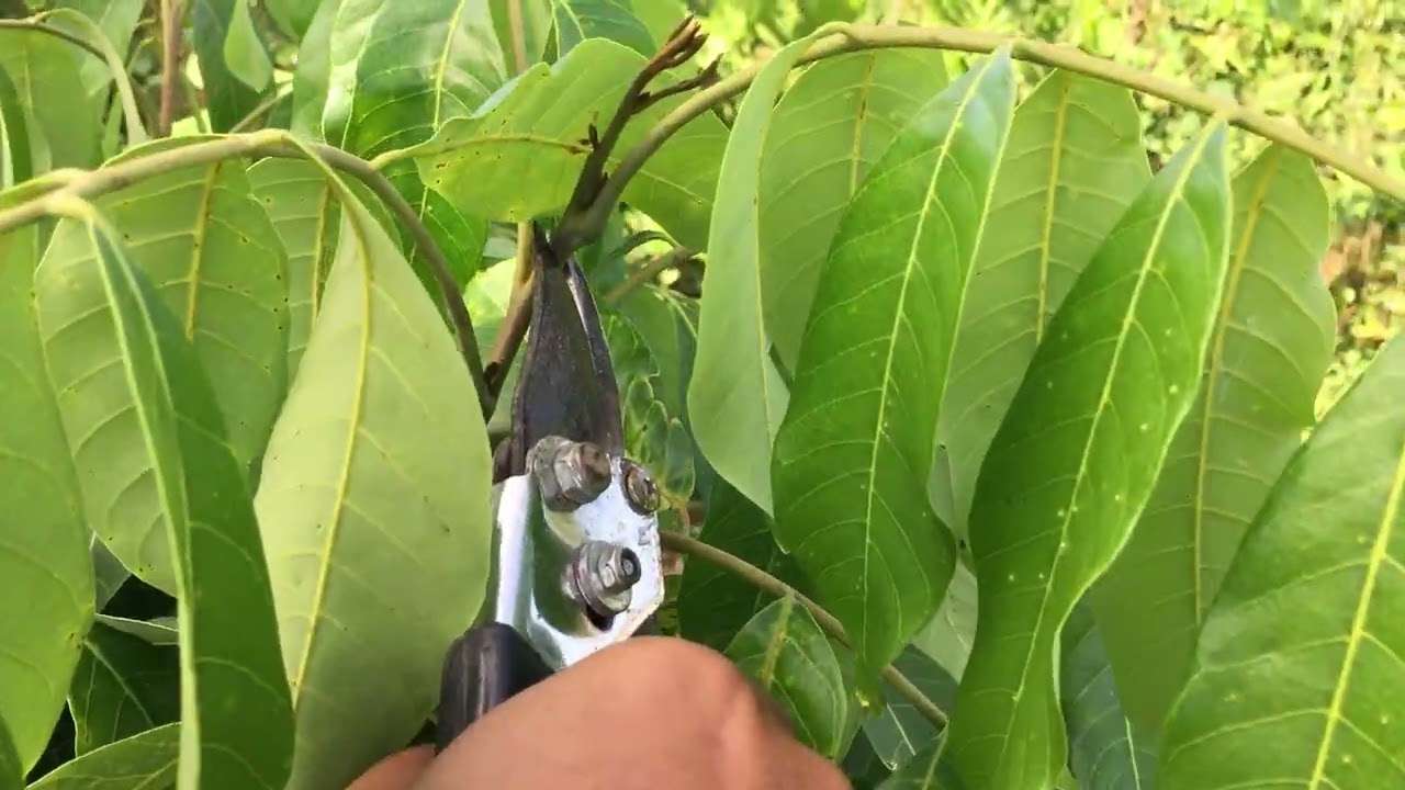Rahasia pruning kelengkeng new kristal agar rimbun dan cepat berbuah