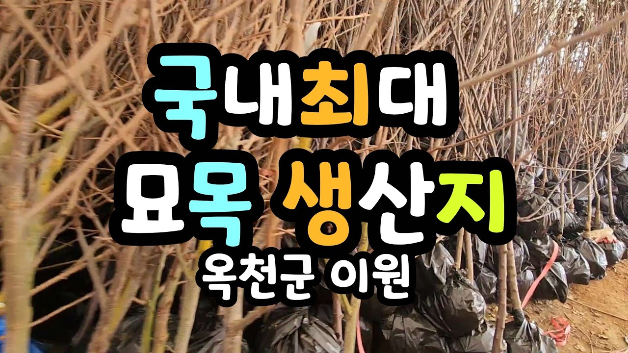 국내최대 옥천묘목시장의 숨은보석 옥천중앙농원을 소개합니다 인기품종과묘목가격 알려드릴께요