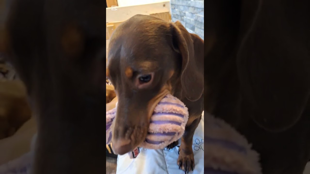 Dackelwelpen. Wenn der Abschied naht....💔 #welpen #dachshund #fürdich #puppy #puppylove #shorts #fy 